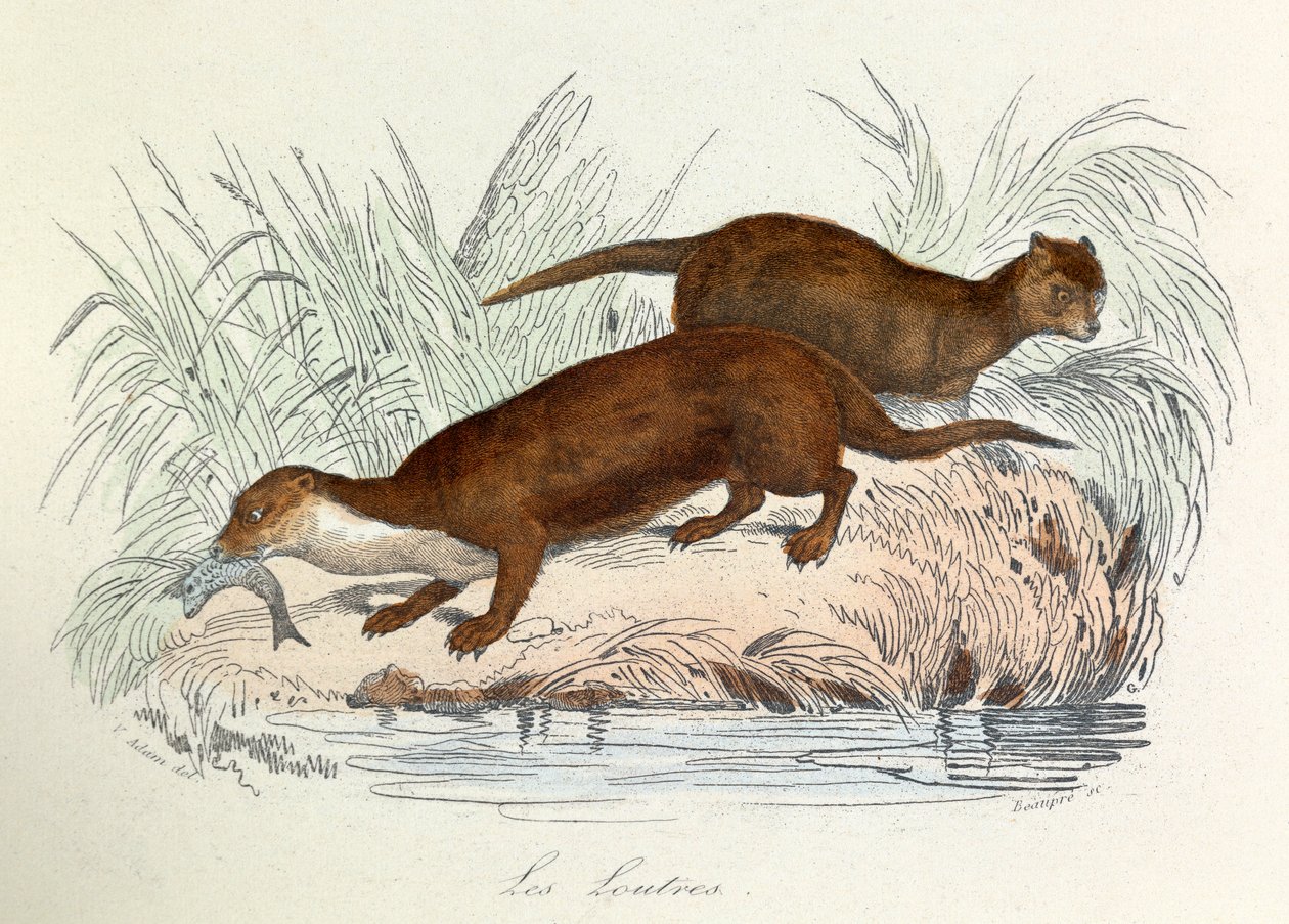 Ilustração do livro "Obras Completas de Buffon": Os animais: Les ottres (gravura) de Unknown artist