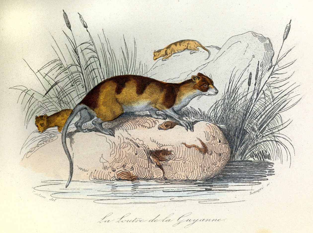 Ilustração do livro "Obras Completas de Buffon": Os animais domésticos: A lontra da Guiana (gravura) de Unknown artist
