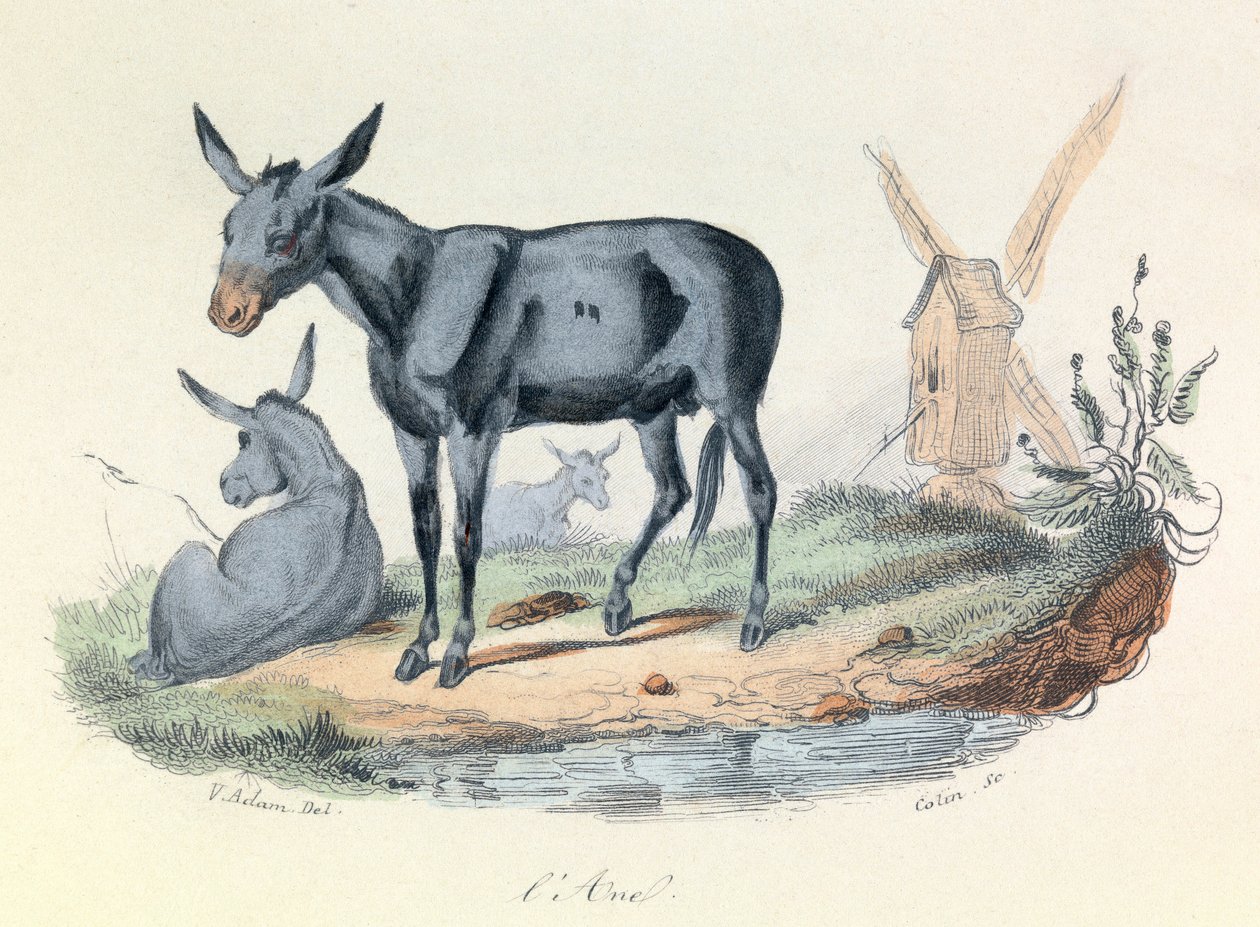 Ilustração do livro "Obras Completas de Buffon": Les animaux: l