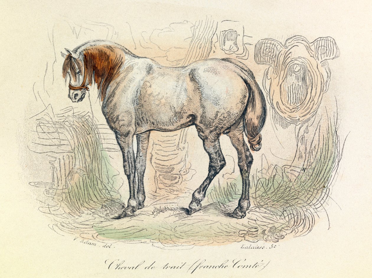 Ilustração do cavalo Franc Comtois, classificado por Linneene e Cuvier (gravura) de Unknown artist
