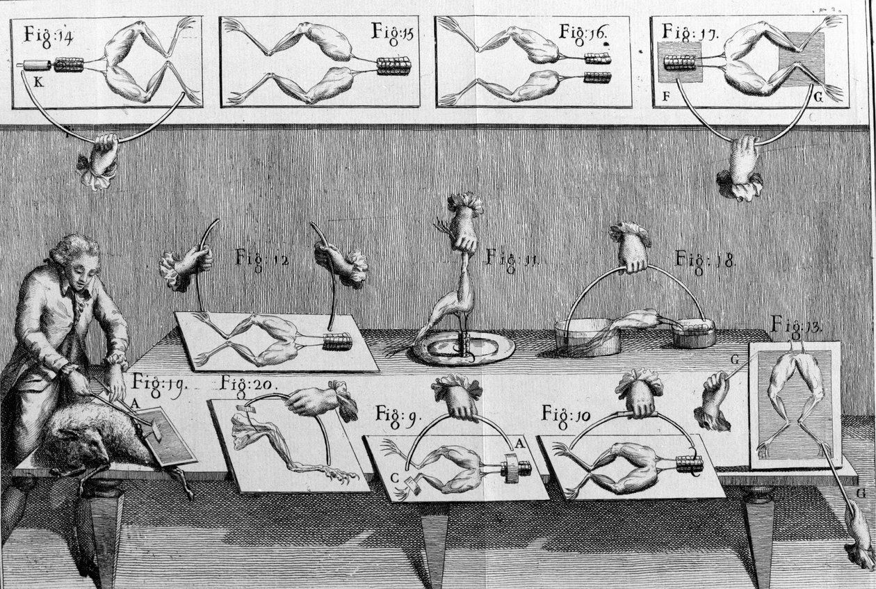 Ilustração de experiências de Luigi Galvani, físico e médico italiano (1737 - 1798) explicando a passagem de corrente elétrica movendo as pernas de um sapo. de Unknown artist