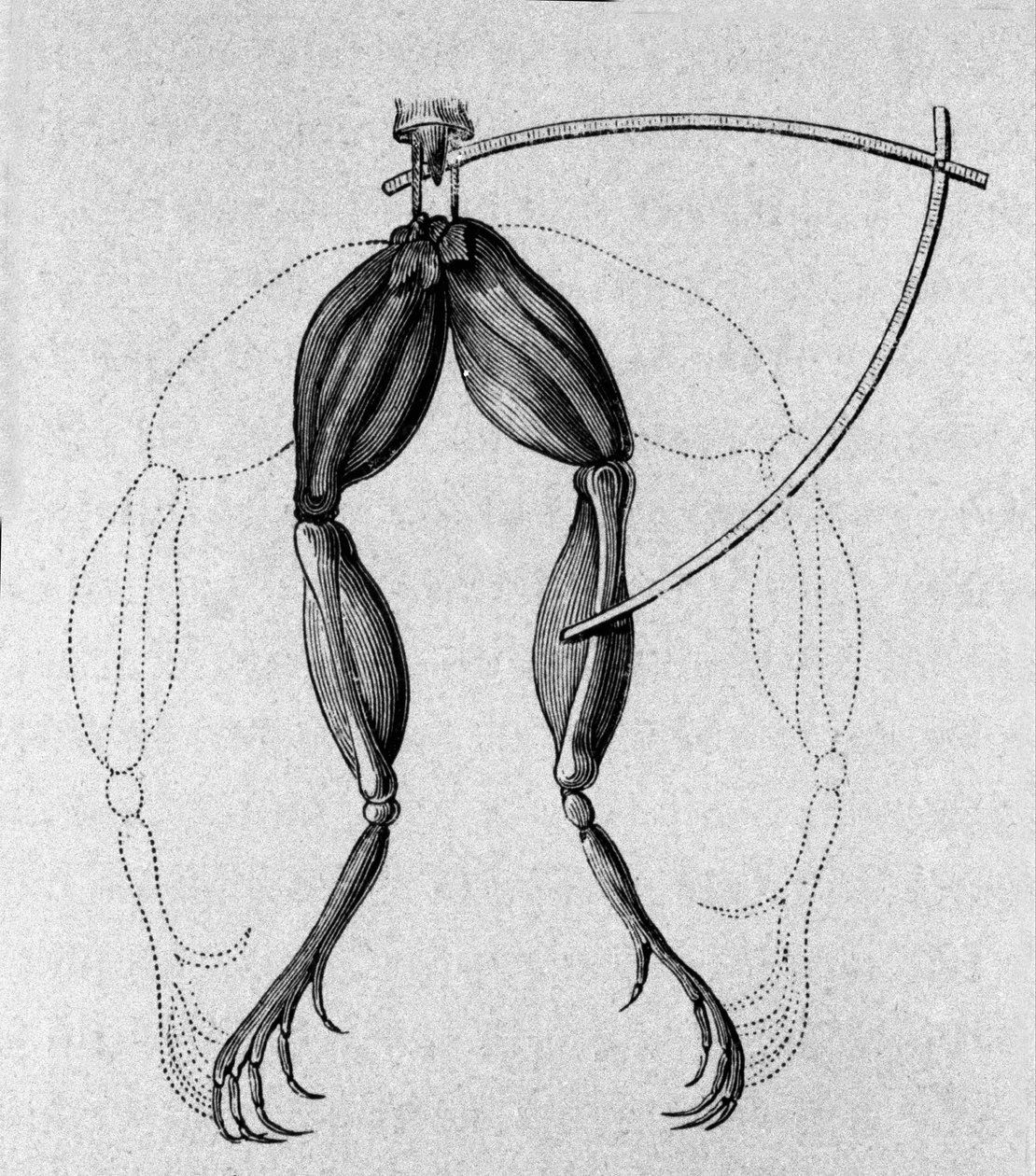 Ilustração de experiências de Luigi Galvani, físico e médico italiano (1737 - 1798) explicando a passagem de corrente elétrica movendo as pernas de um sapo. de Unknown artist