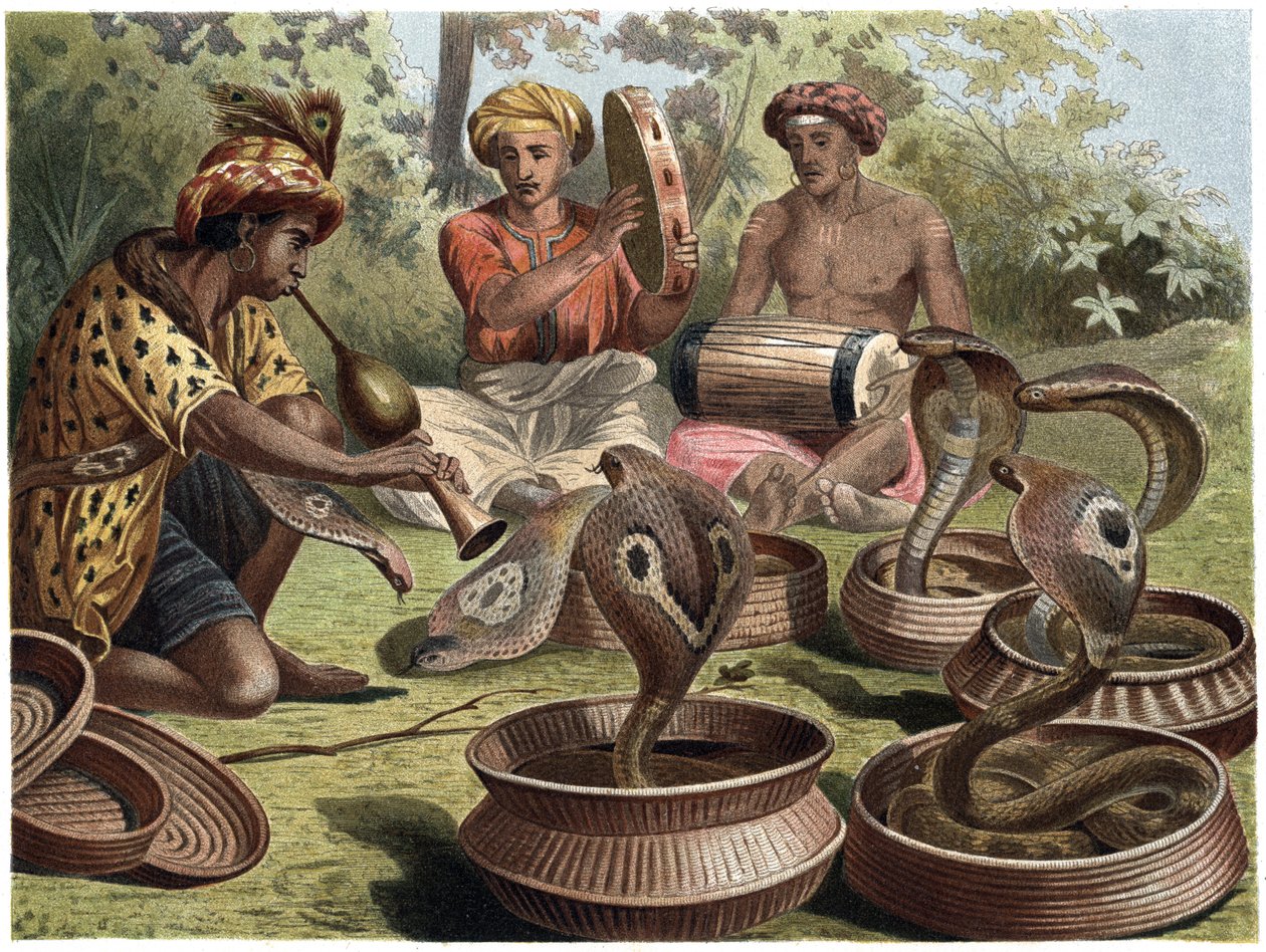 Cobra Indiana - A cobra indiana de Unknown artist