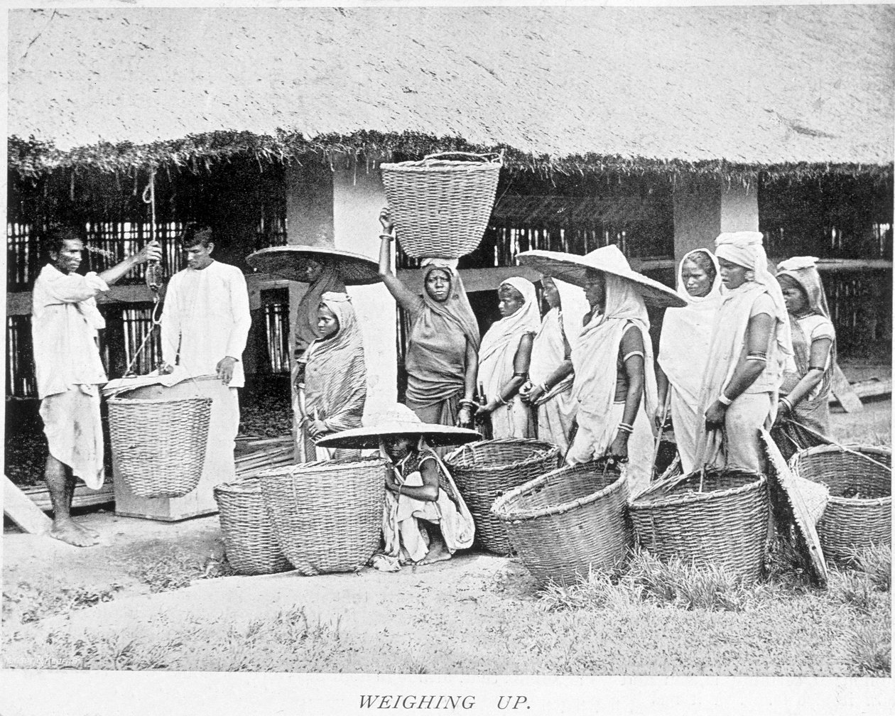 A colheita do chá da Índia: chá dos camponeses indianos que pesam de Unknown artist