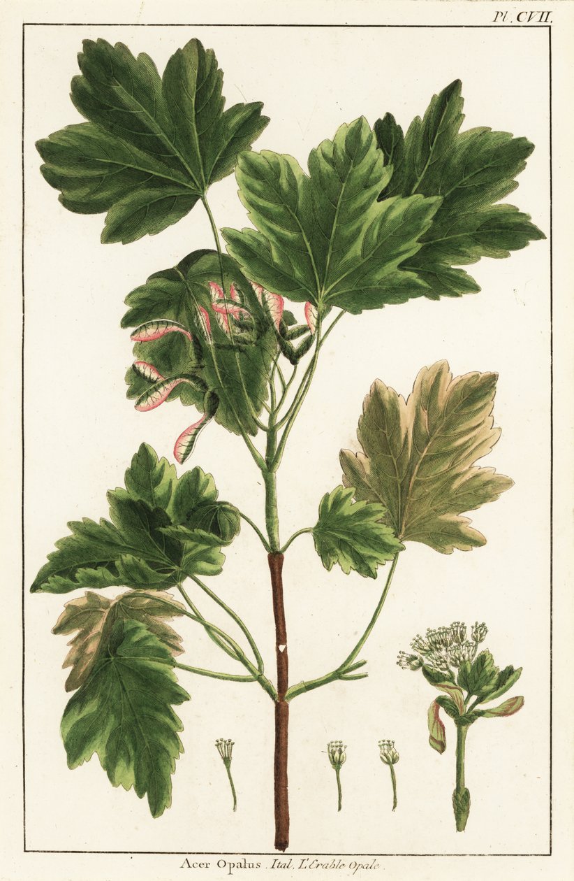Ácer italiano, Acer opalus, italiano de Unknown artist