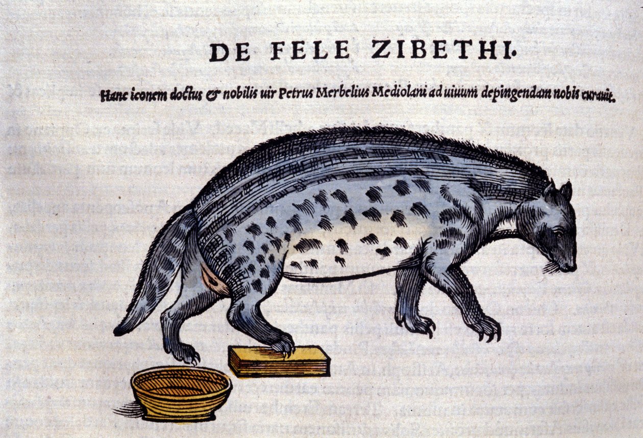 La civette in Historia Animalium de Conrad Gesner (1516 - 1565), Tiguri de Unknown artist