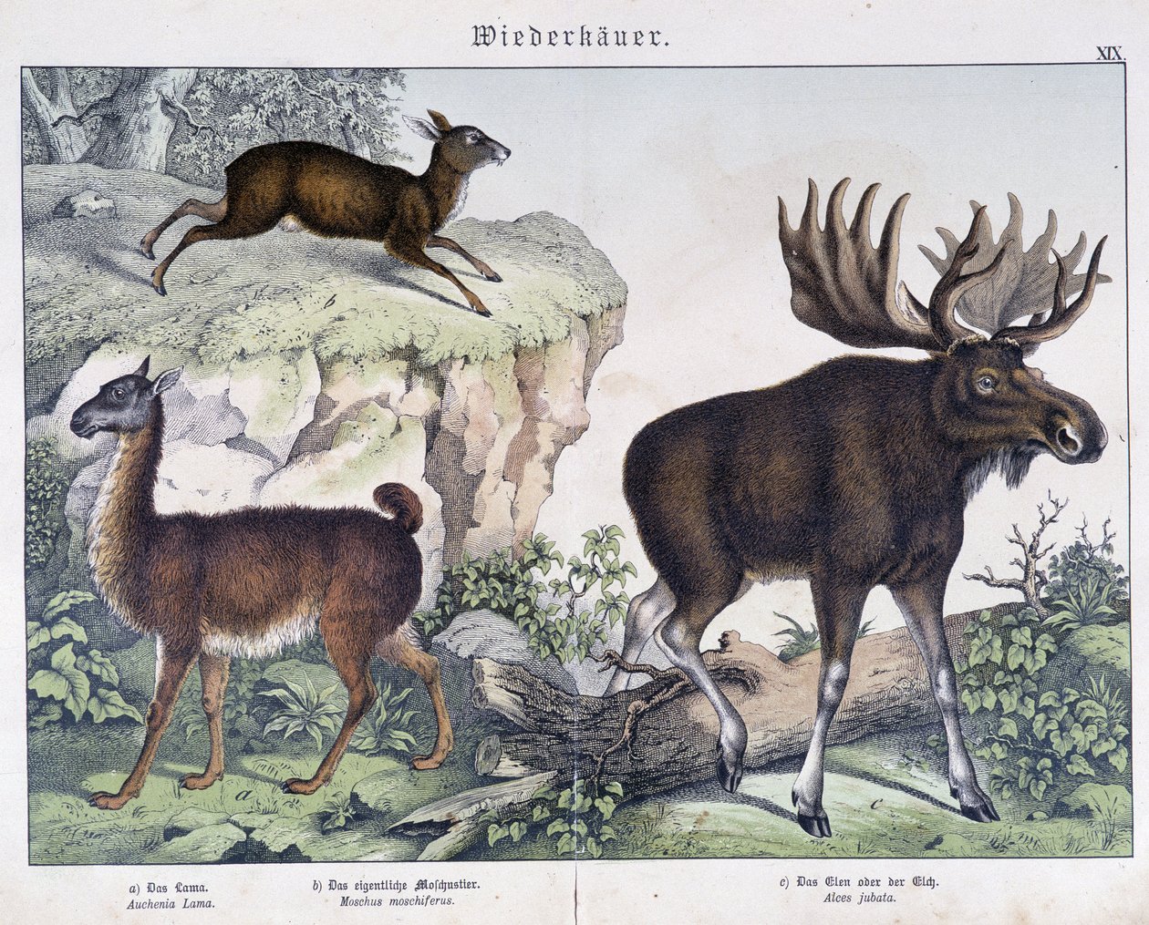 Lama, alce (alce) - em "Natural histories of mammals", ed. Schreiber de Unknown artist