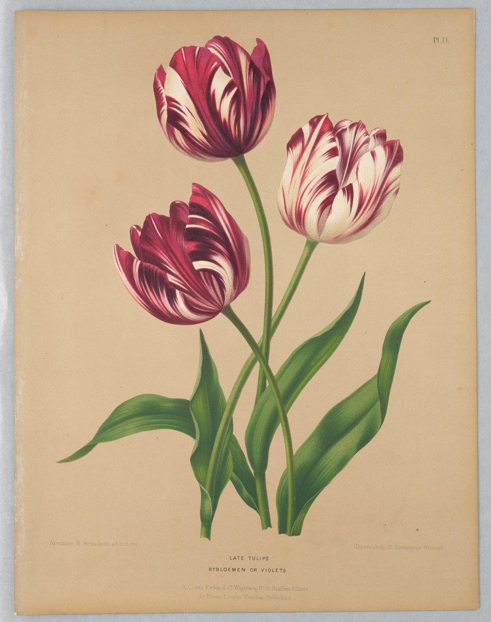 Tarde Tulipas / Bybloemen ou Violets de Unknown artist