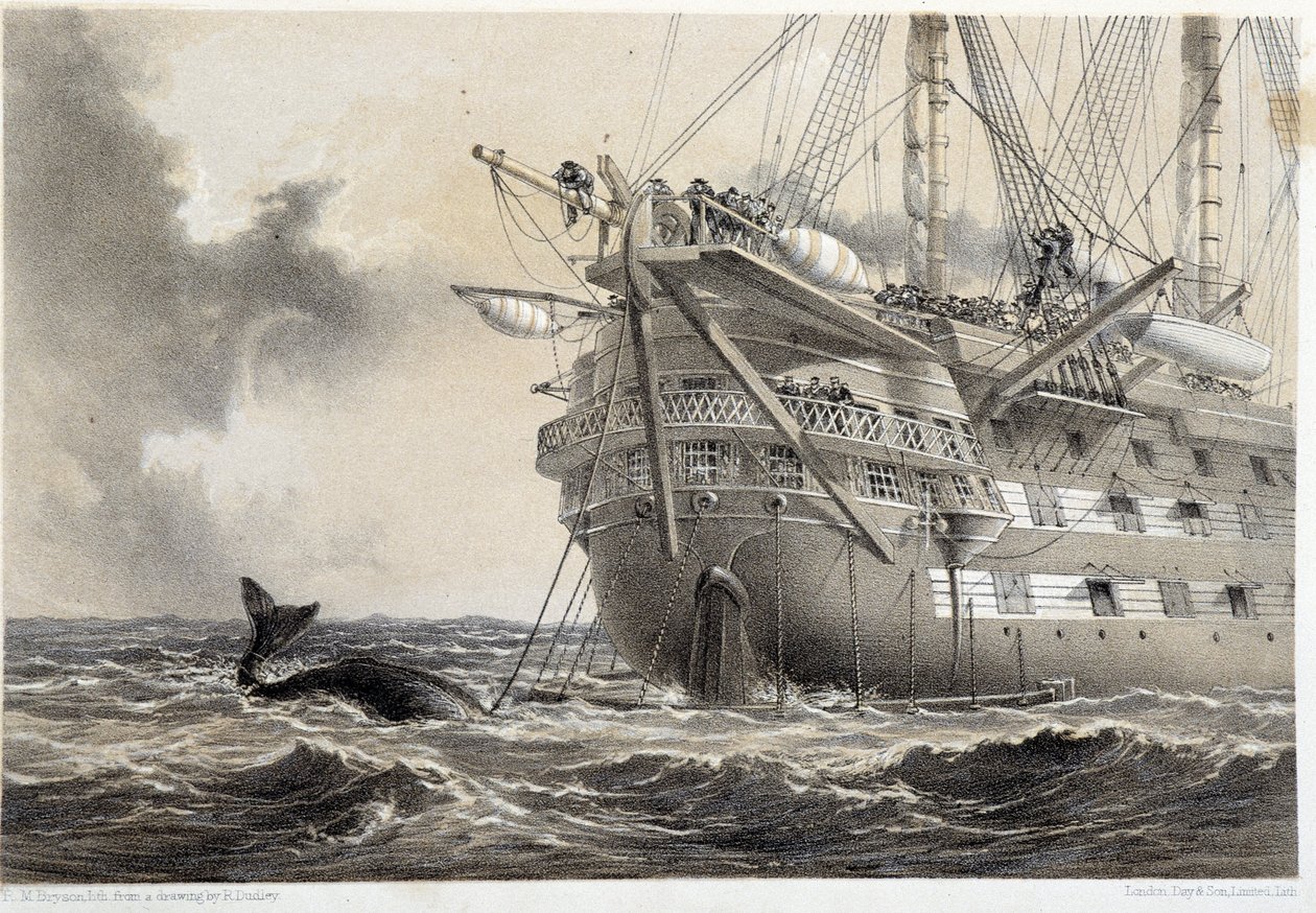 Colocação do cabo telegráfico atlântico, uma baleia à volta do barco de Unknown artist