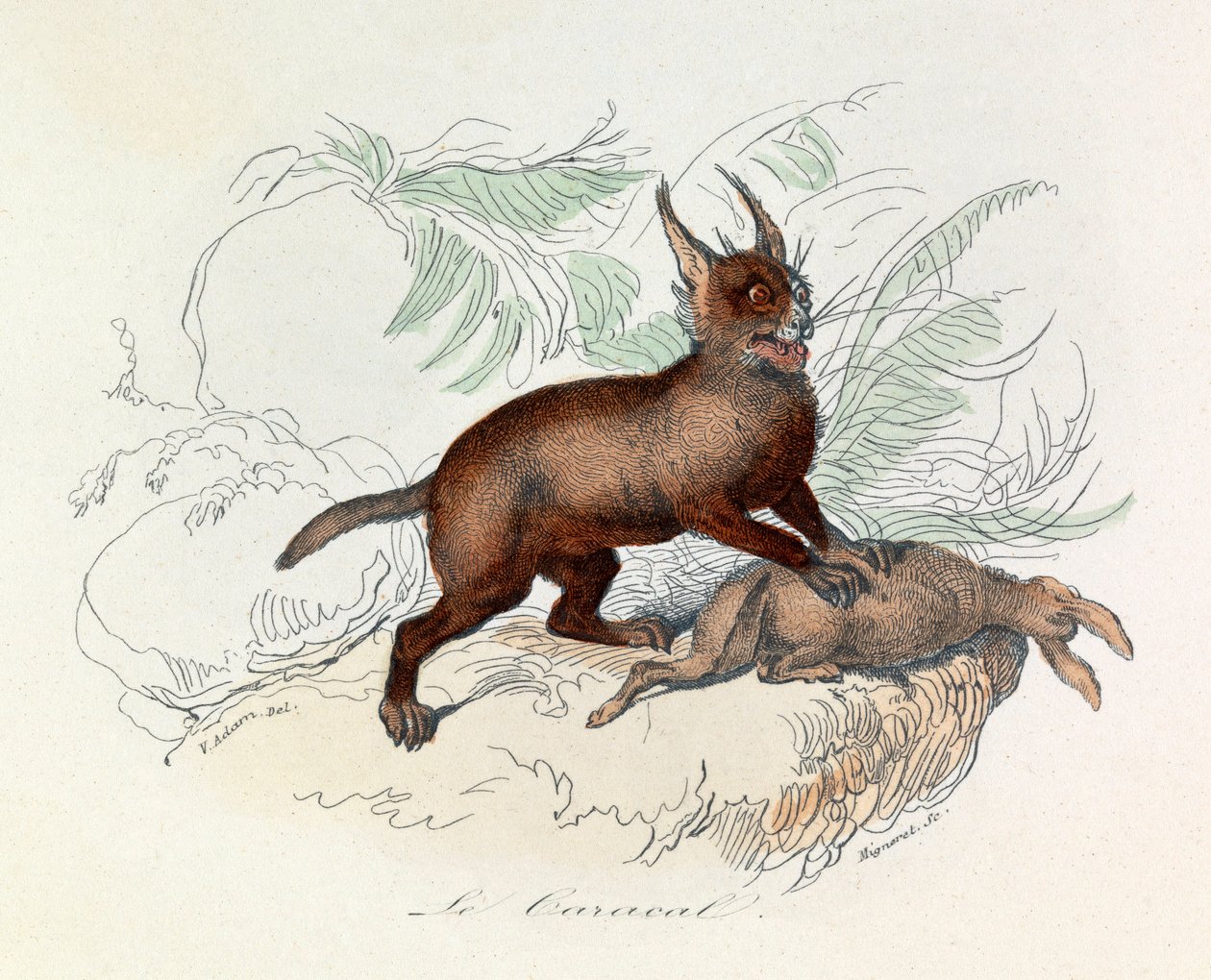 O Caracal (Felis caracal) é um mamífero quadrúpede da família Felidae (gravura). de Unknown artist