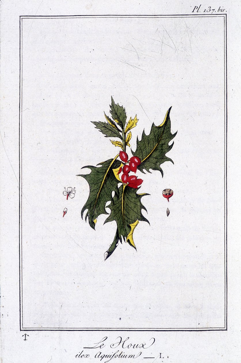 Le Holly (Ilex Aquifolium) - em "Exercises de botany à l