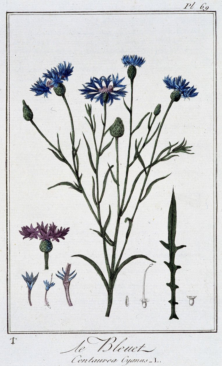 Le cornflower (Centaurea Cyanus) - em "Exercises de botany à l