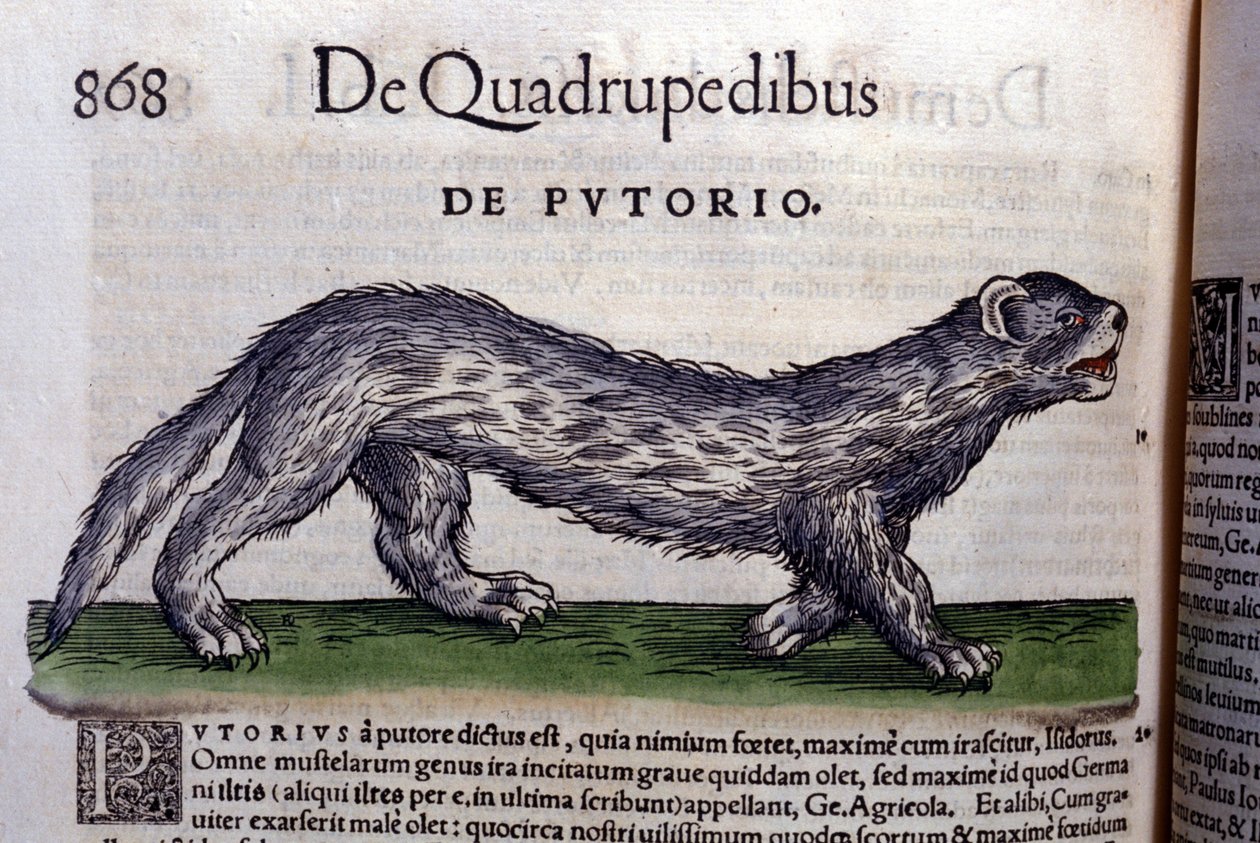O fertois - em Historia Animalium por Conrad Gesner (1516 - 1565), Tiguri de Unknown artist