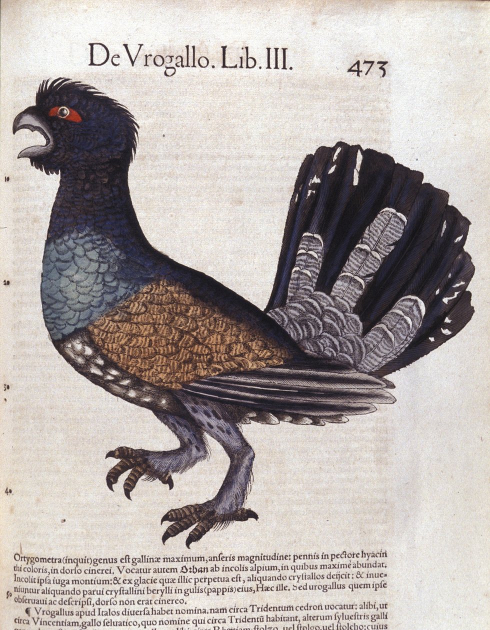 O grande galo em Historia Animalium de Conrad Gesner (1516 - 1565), Tiguri de Unknown artist