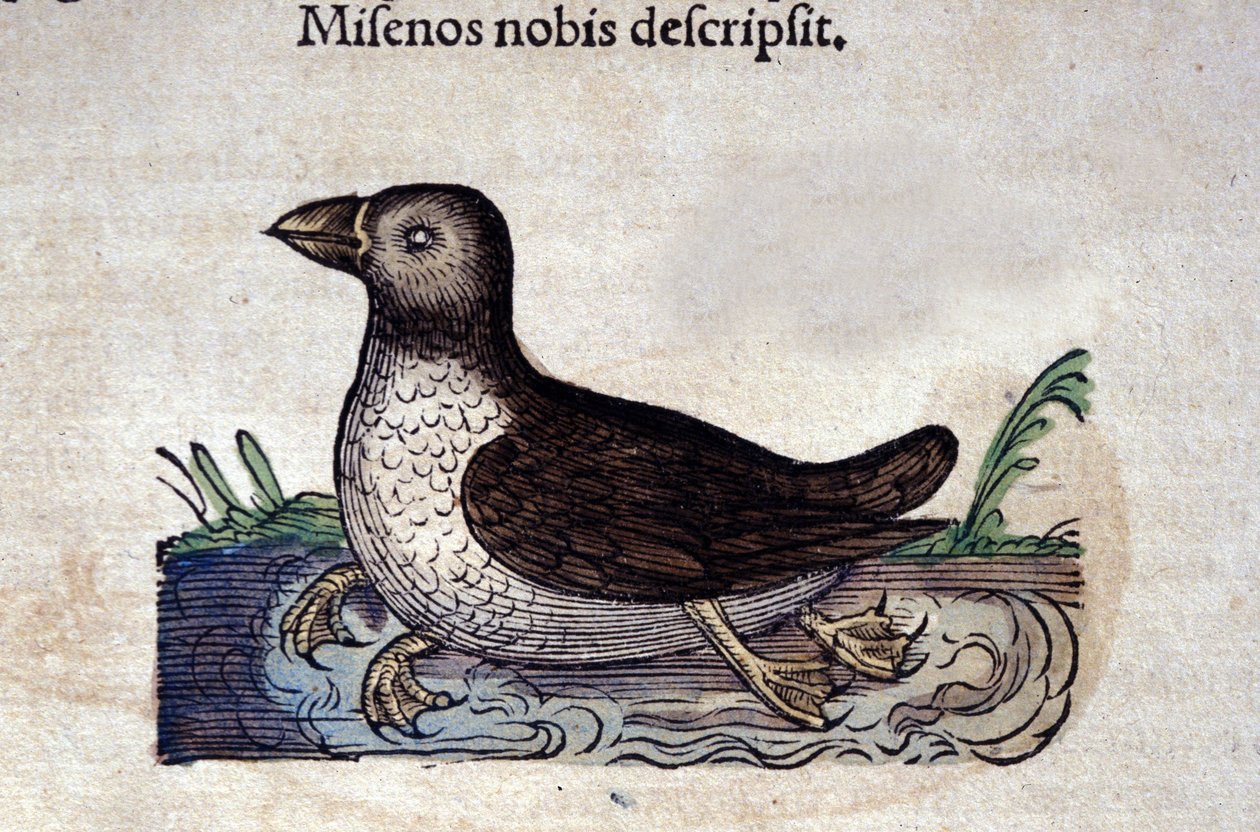 O merganso marinho em Historia Animalium por Conrad Gesner (1516 - 1565), Tiguri de Unknown artist