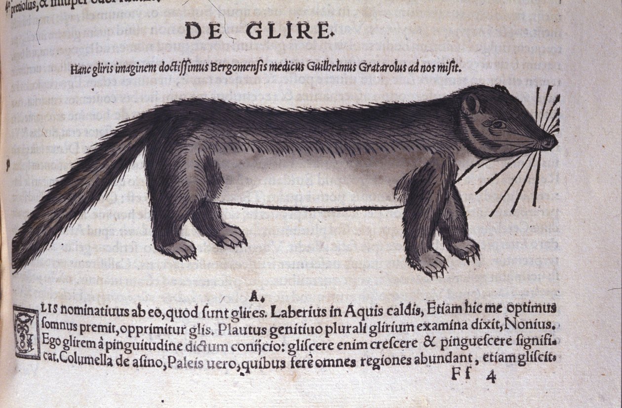 O dormitório em Historia Animalium por Conrad Gesner (1516 - 1565), Tiguri de Unknown artist