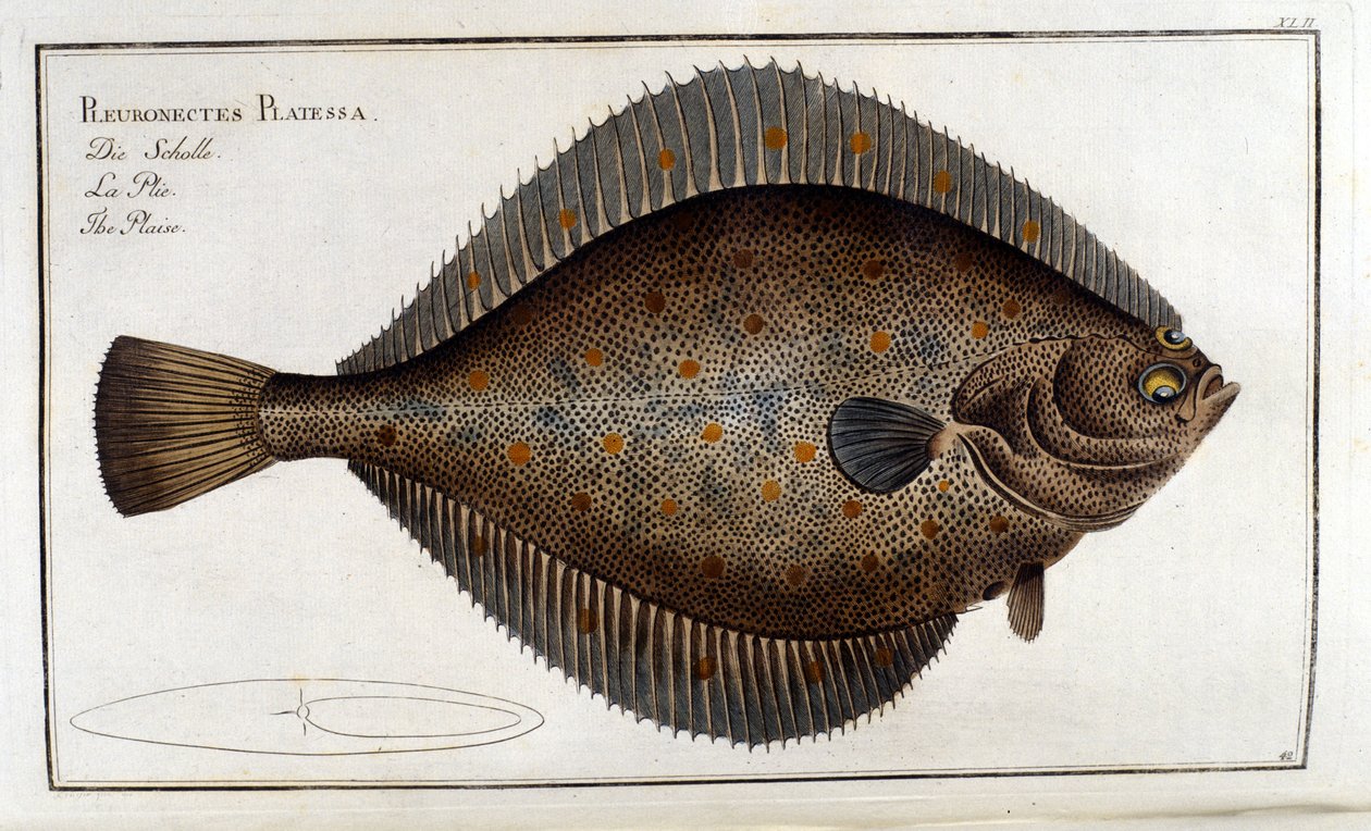 O pregado ou Pleuronectes Platessa após Marc Elieser Bloch Ichtyologie Paris - Berlim - Londres 1787 de Unknown artist