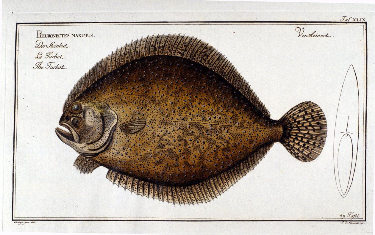 O pregado ou Pleuronectes maximus depois de Marc Elieser Bloch Ichtyologie Paris - Berlim - Londres 1787. de Unknown artist
