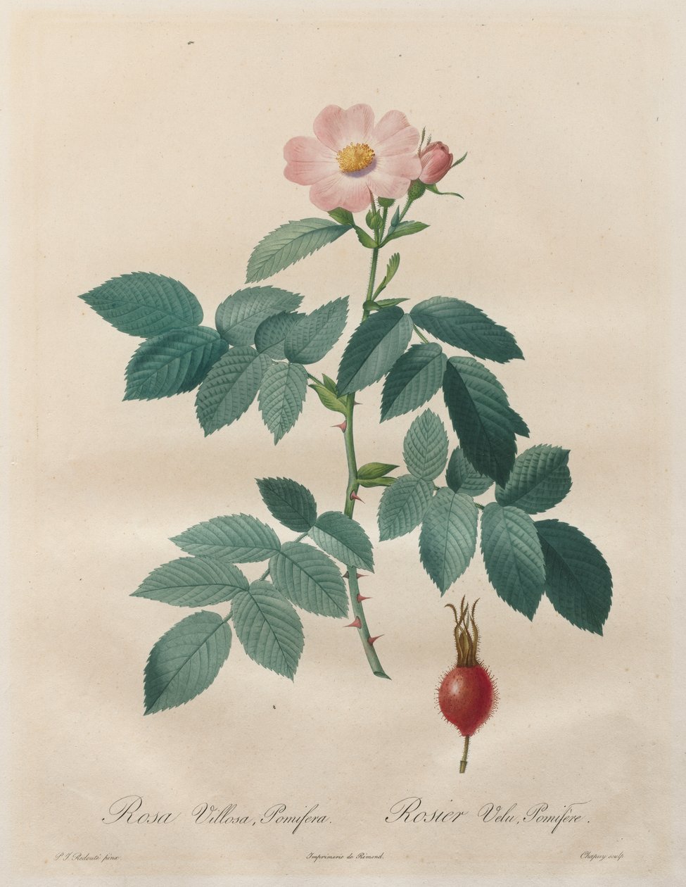Les Roses: Rosa villosa, pomifera de Unknown artist