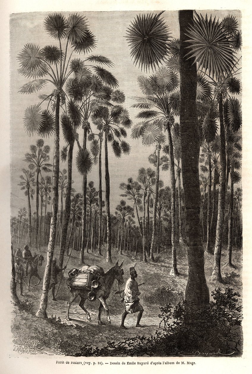 A caravana do Tenente Mage avança em direcção ao Níger e atravessa uma floresta de palmeiras gigantes na província de Damfa, no Mali. Gravura para ilustrar a viagem ao Sudão Ocidental do Tenente (Marinha) M.Mage, em 1863-1866, publicada em "Le tour du mond de Unknown artist