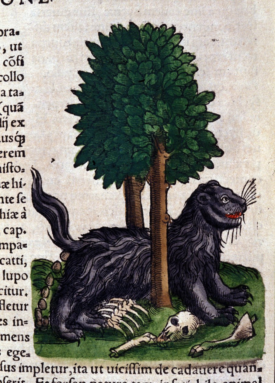 Lion. in Historia Animalium de Conrad Gesner (1516 - 1565), Tiguri de Unknown artist