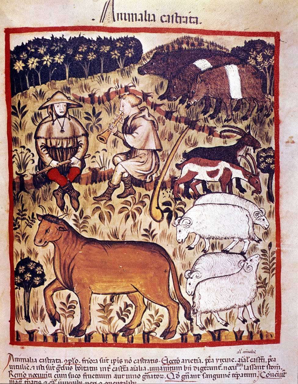 Gado, ovelhas, cabras e porcos. Iluminação a partir da ordenha de medicamentos e dietética "Tacuinum sanitatis". de Unknown artist