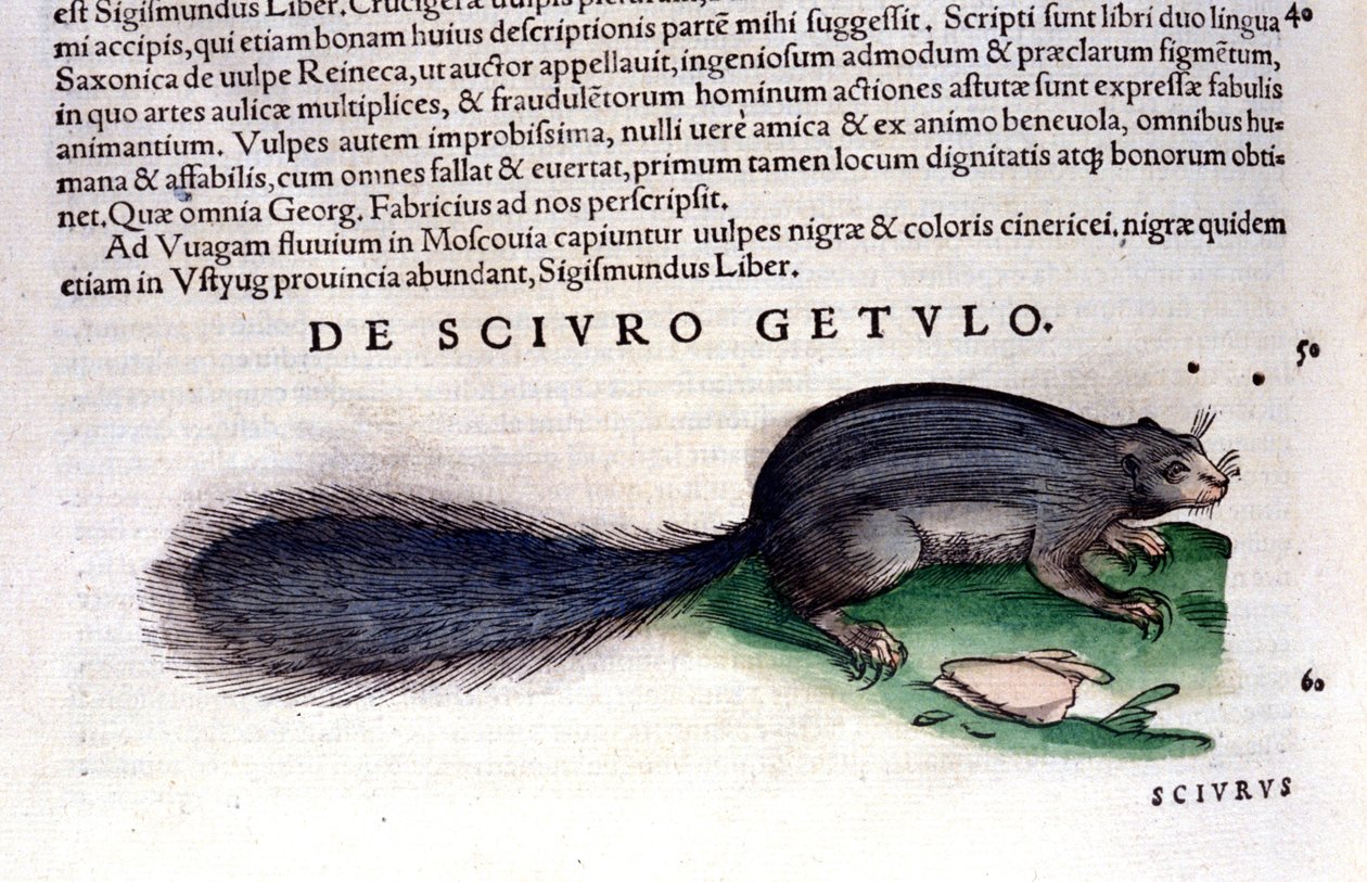 O esquilo - em Historia Animalium de Conrad Gesner (1516 - 1565), Tiguri de Unknown artist