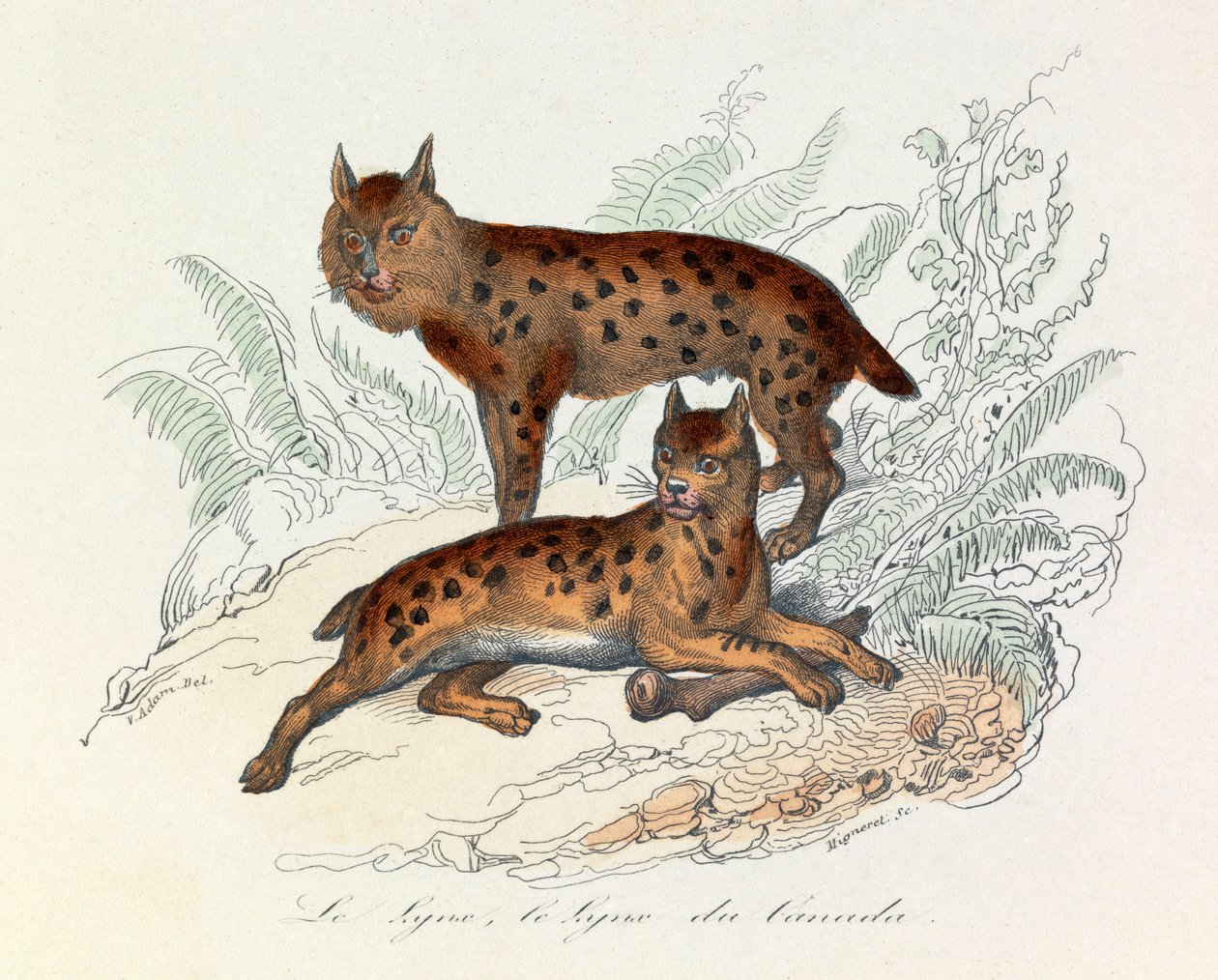 Lince e lince do Canadá, dois mamíferos quadrúpedes, classificados por Linneene e Cuvier (gravura) de Unknown artist