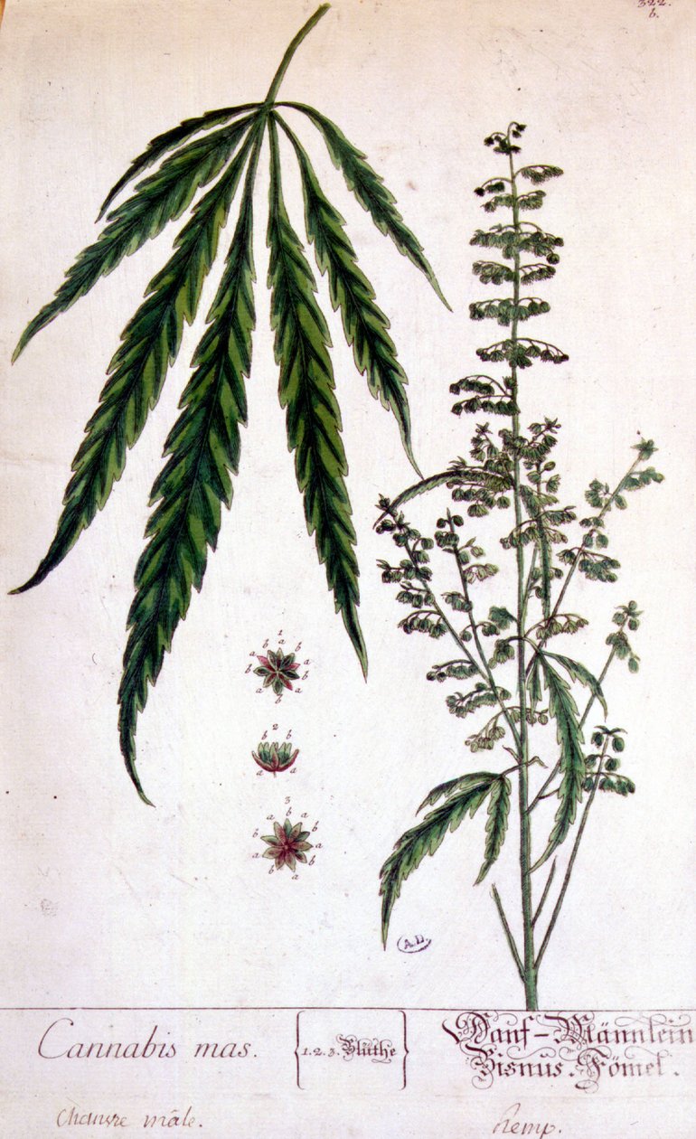 Planta de cannabis masculina. Gravura do século XIX. de Unknown artist