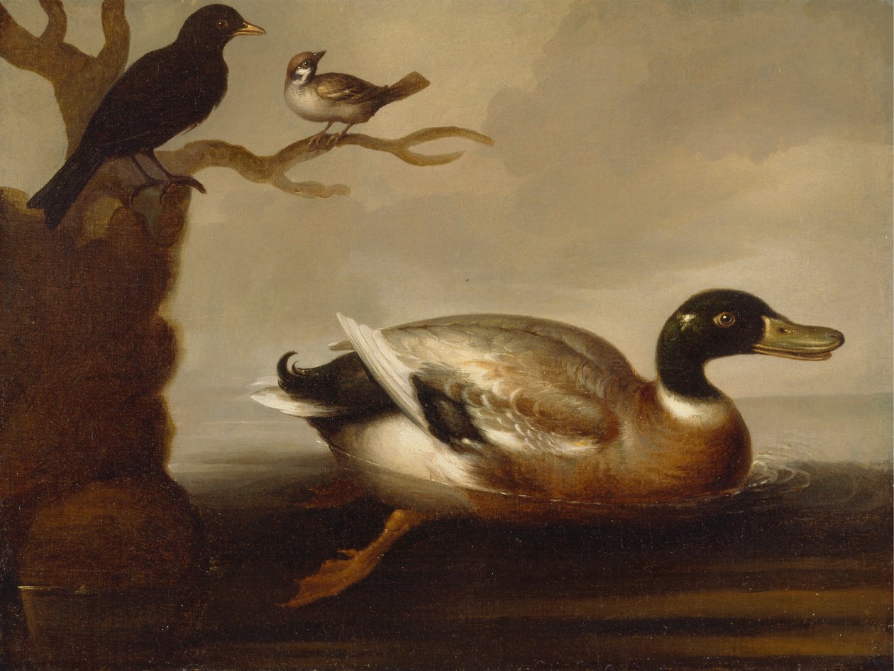 Pato Mallard e Outras Aves de Unknown artist