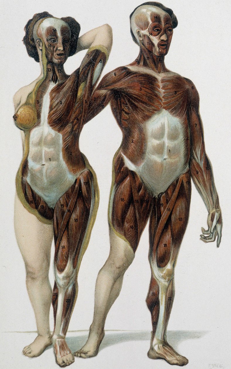 Homem e mulher esfolados: músculos - livro de medicina, final do século XIX de Unknown artist
