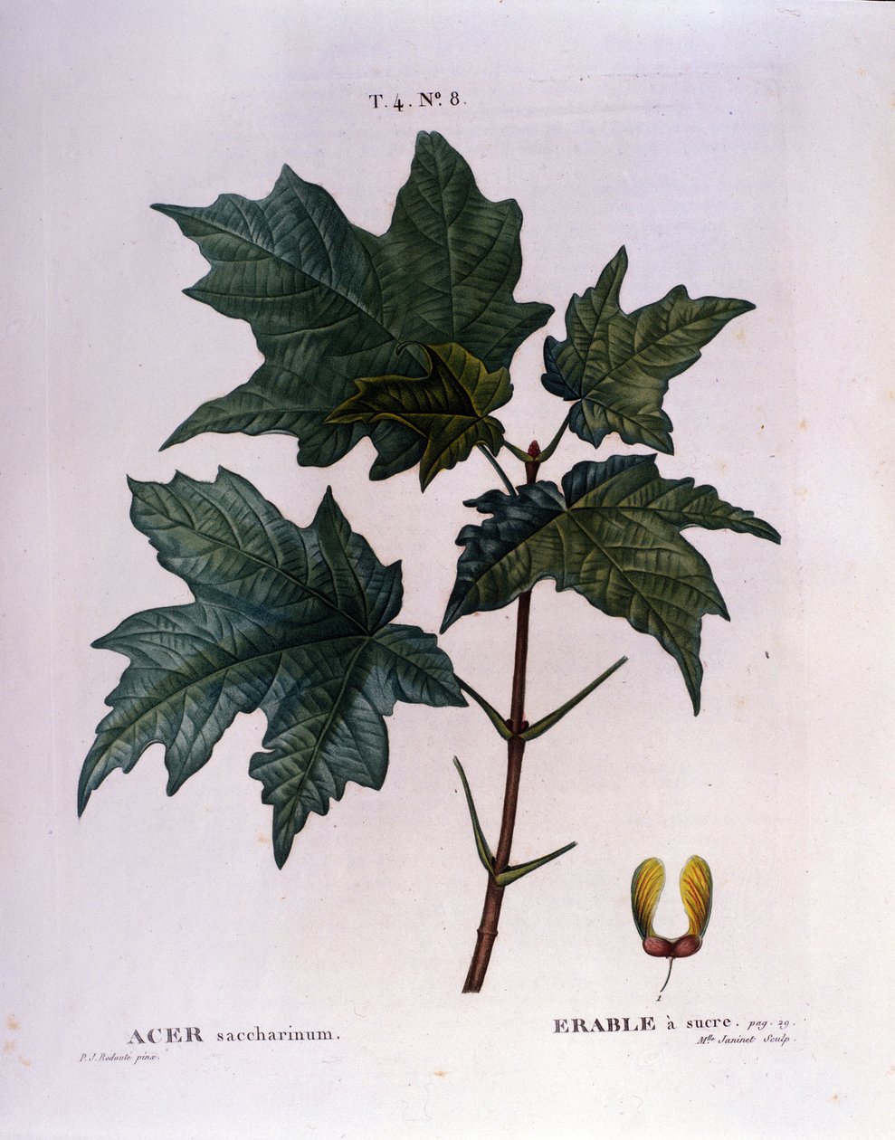 Ramo Maple. Tábua botânica de um herbário do início do século XIX. de Unknown artist