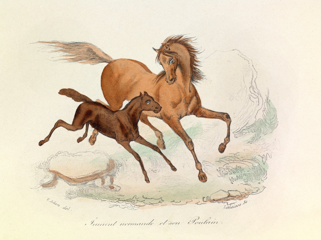 Égua Normande e poldro classificados e nomeados segundo a nomenclatura de Linneene e Cuvier (gravura) de Unknown artist