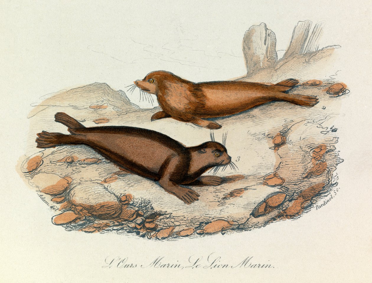 Urso e leão marinhos classificados segundo a nomenclatura de Linneene e a classificação de Cuvier (gravura) de Unknown artist