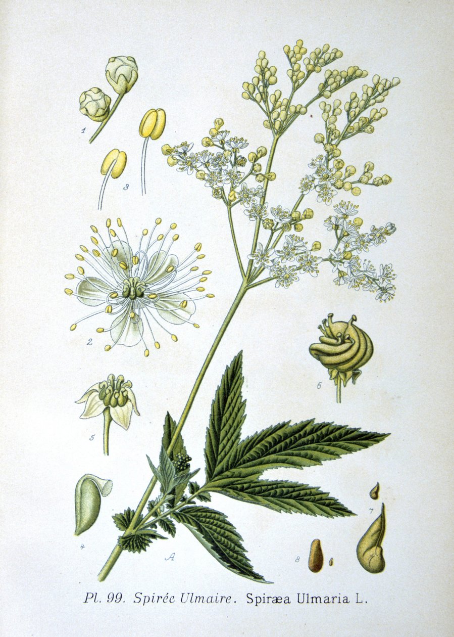 Meadowsweet de Unknown artist