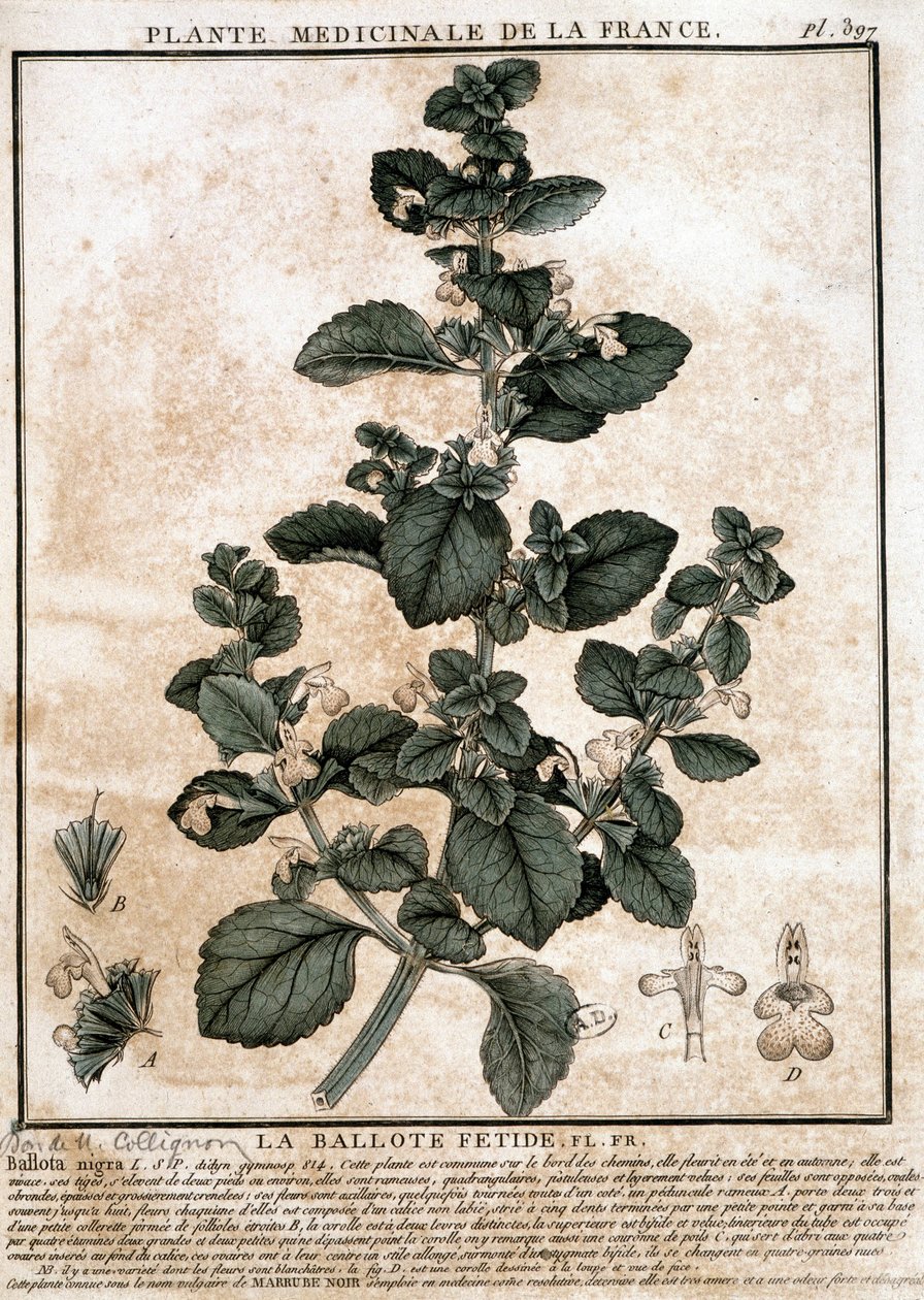 Planta medicinal da França: o fetid belotte. de Unknown artist