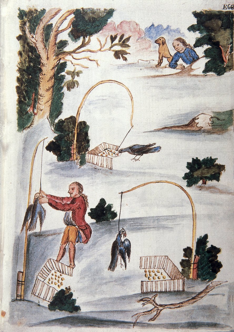 Método para capturar aves em laço, do livro "Trujillo del Peru" ou "Códice Martínez Compañón", de Baltazar Martinez Compañón y Bujanda, bispo de Trujillo (1782-1785) de Unknown artist