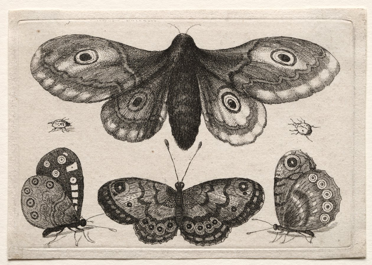 Escaravelhos e vermes de várias figuras e formas: uma mariposa, três borboletas e dois besouros de Unknown artist