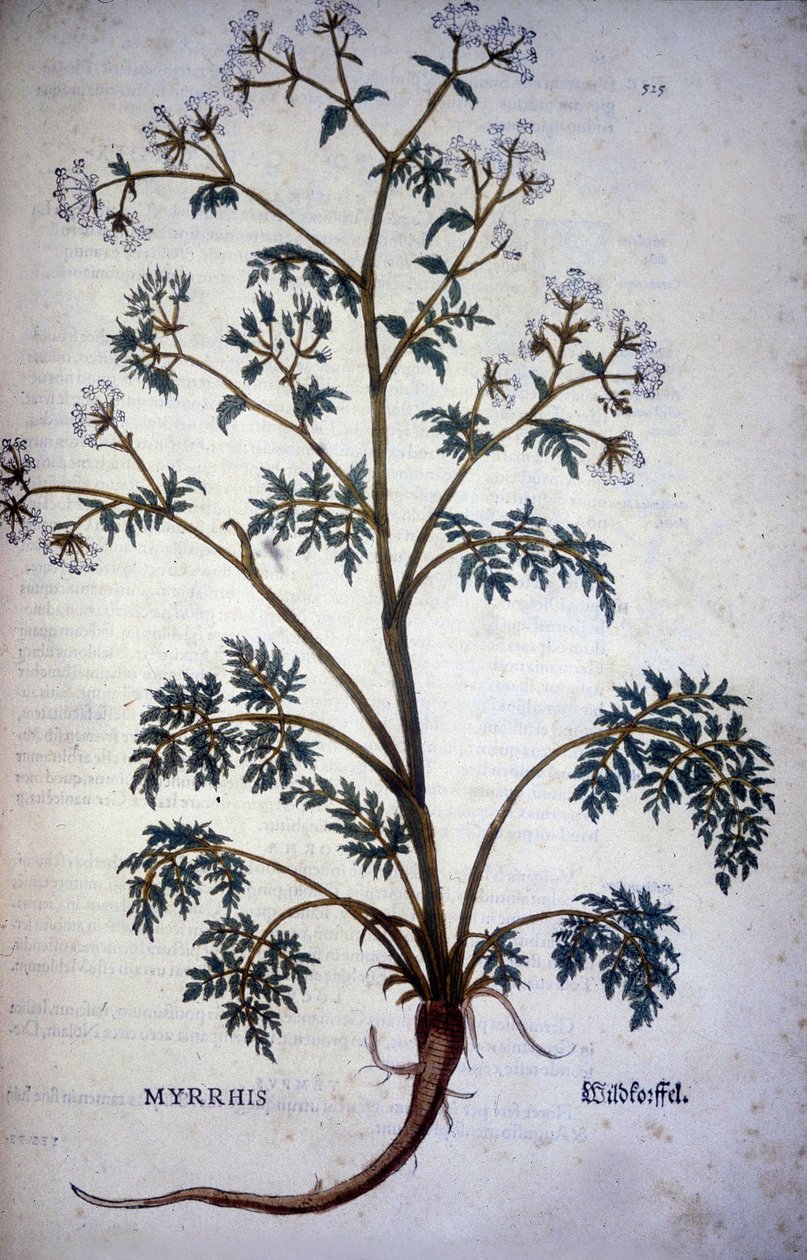 Myrrrhis Odorata Fuchs: almíscar de cerefólio - In "História Natural do Cacau e do Açúcar de Unknown artist