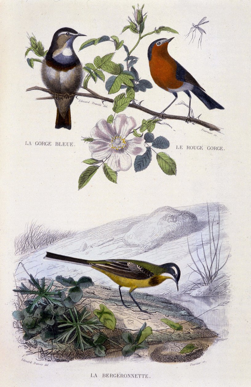 Placa de História Natural: Aves: The Blue Throat, the Robin and the Wagtail - in "Works of Buffon, T.5, ed. Fume Jouvet & Cie de Unknown artist