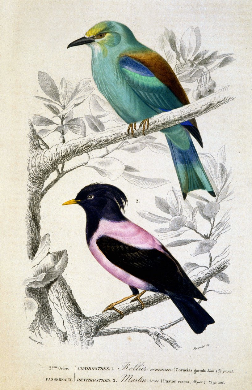 Placa de História Natural: Pássaros: Rollier commun et martin rose - em "Obras de Buffon, T.5, ed. Fume Jouvet & Cie de Unknown artist