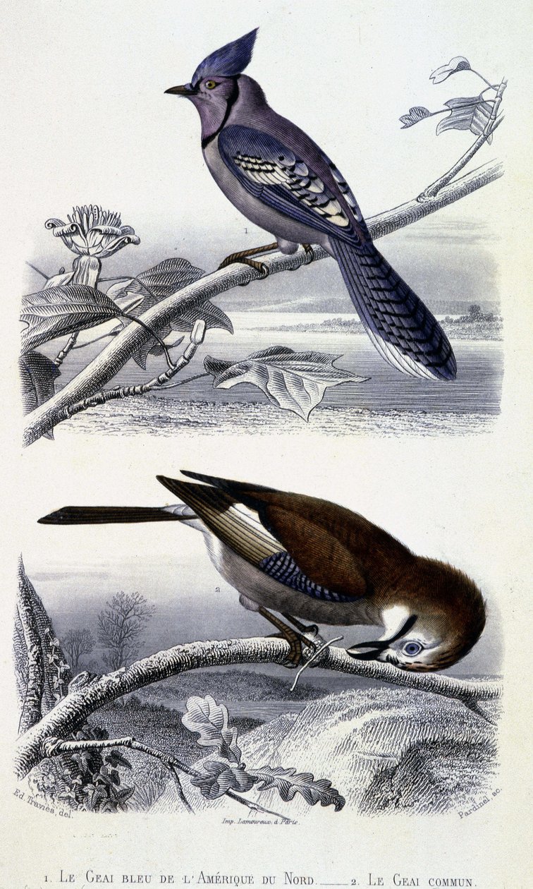 Placa de História Natural: Pássaros: O gaio azul da América do Norte e o gaio comum - em "Works of Buffon, T.5, ed. Fume Jouvet & Cie de Unknown artist