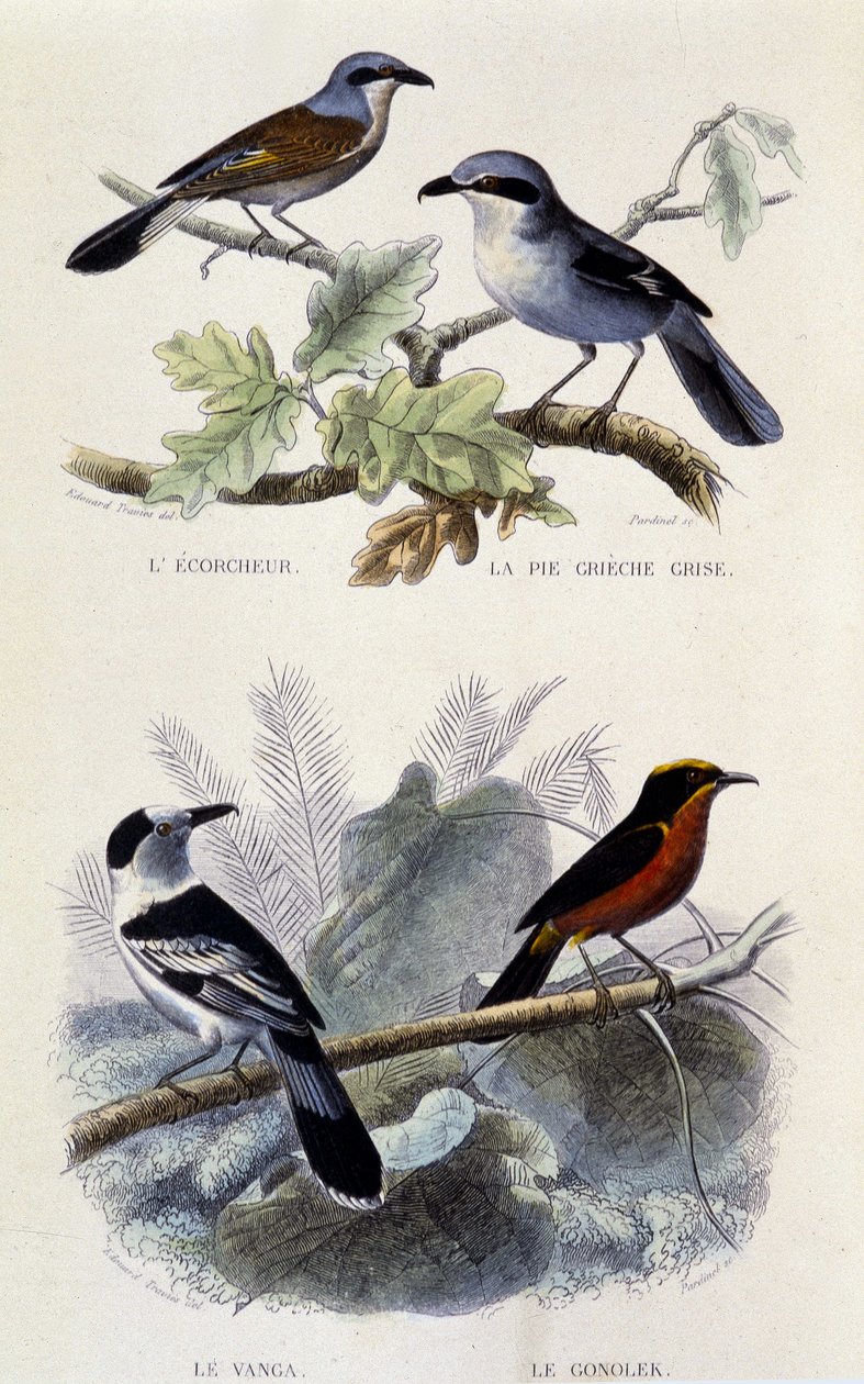 Quadro de história natural: Pássaros: O ecorcheur, a torta cinza, a vanga e o gonolek - em "Obras de Buffon", T.5, ed. Jouvet & Cie Smoking de Unknown artist