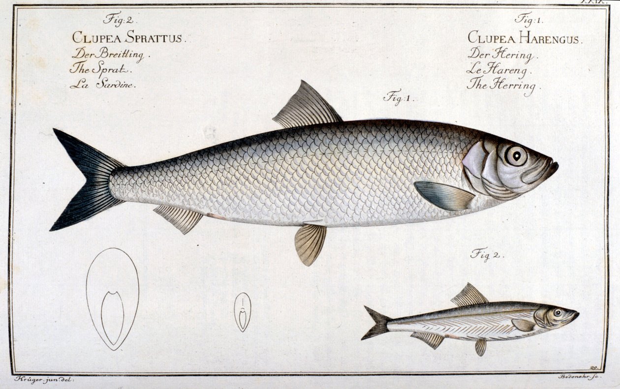 Quadro de história natural: arenque (1) e sardinha (2) por Marc Elieser Bloch Ichtyologie Paris - Berlim - Londres 1787. de Unknown artist