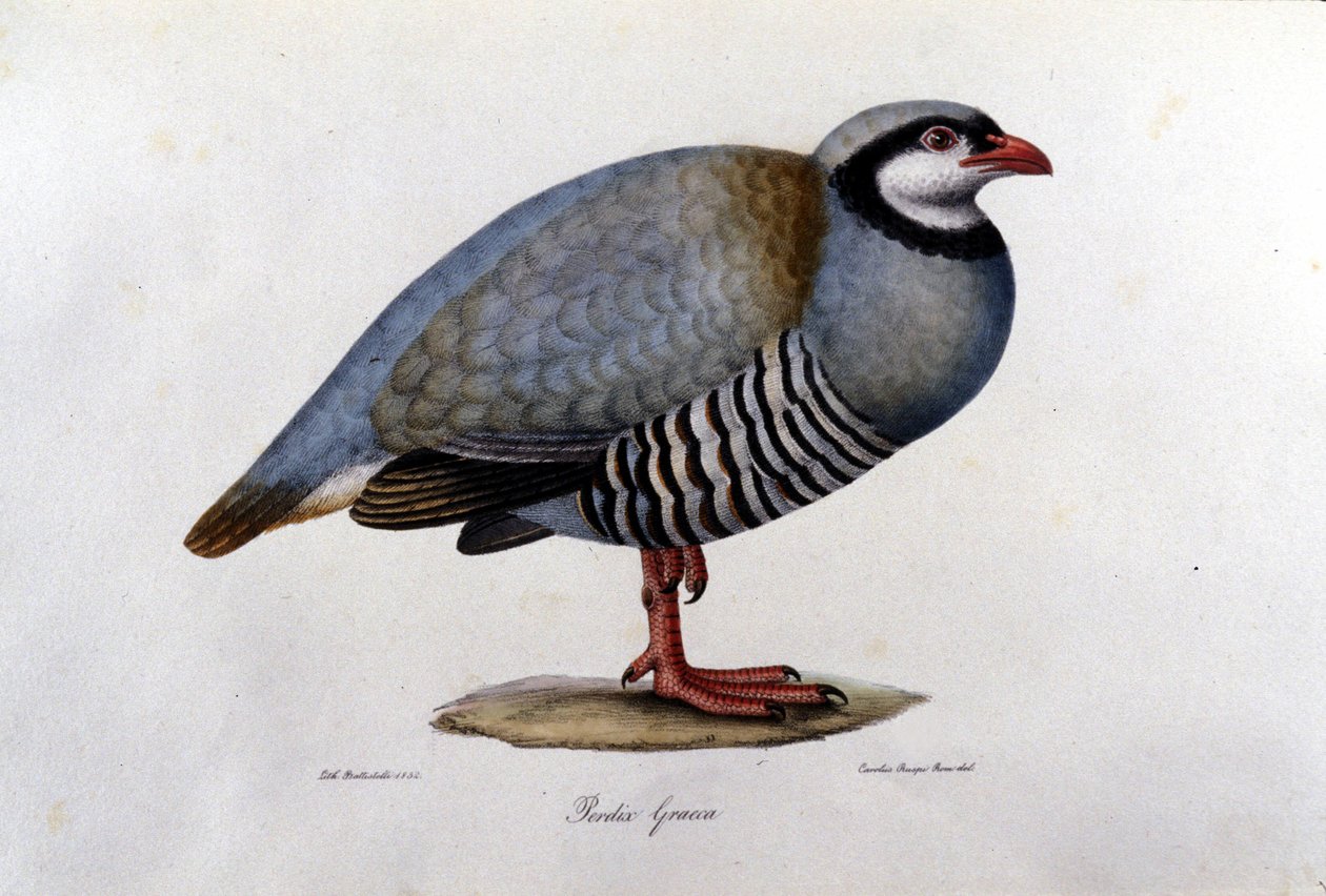 Quadro de história natural representando uma perdiz grega. Gravura do século XIX. de Unknown artist