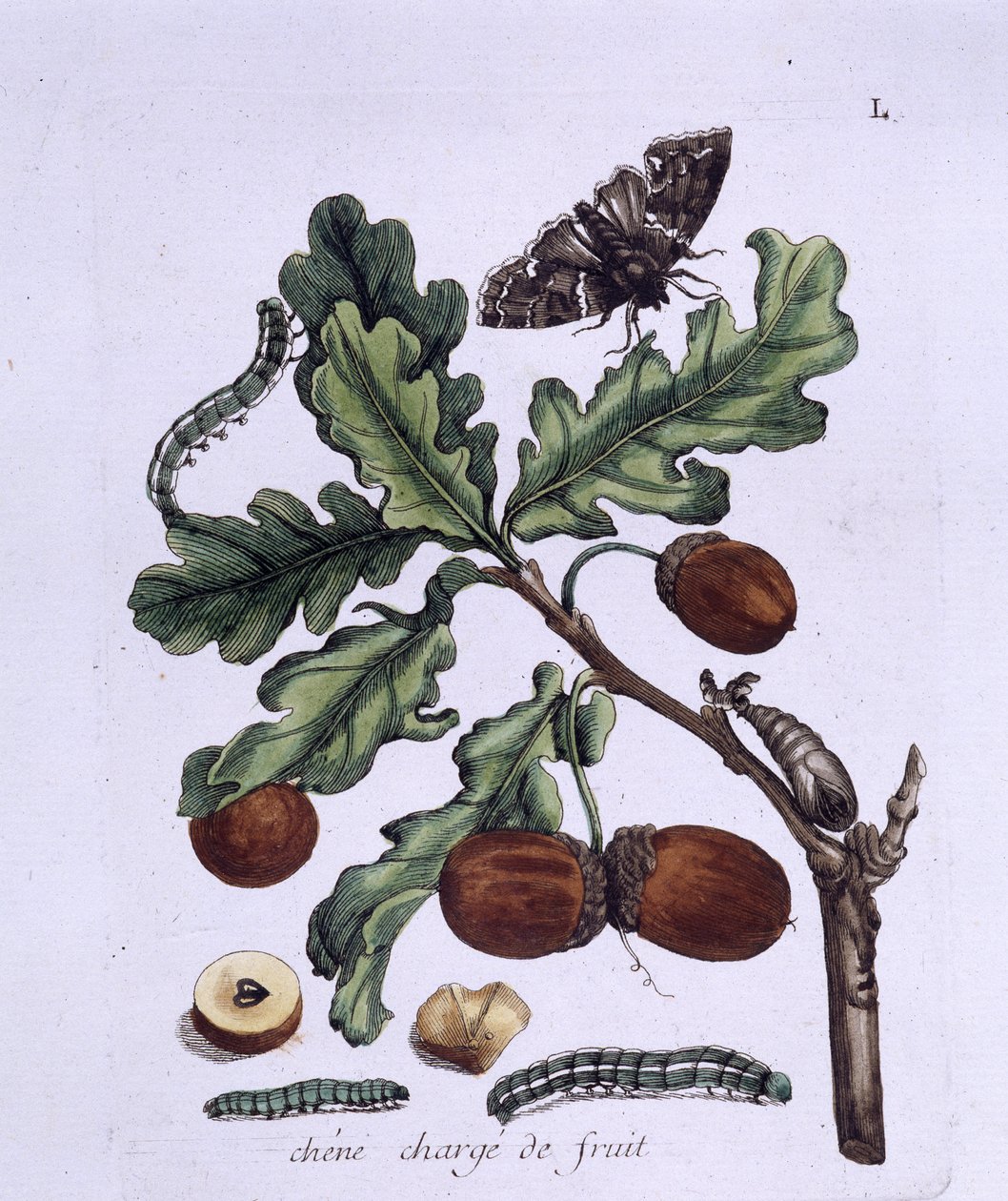 Fruta de carvalho: bolotas, borboletas e lagartas de Unknown artist