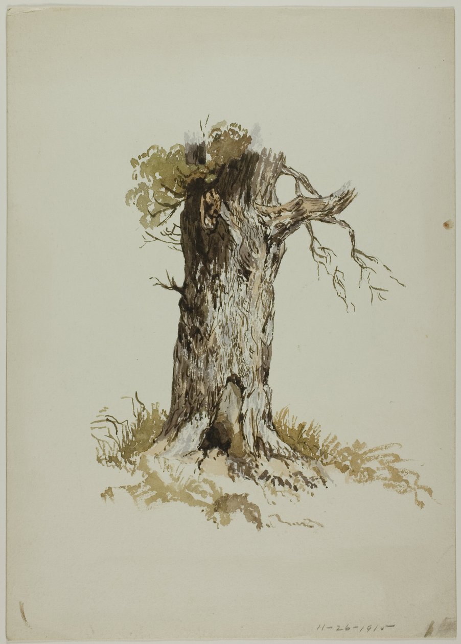 Tronco de árvore antigo (frente); Tronco de árvore antigo (verso) de Unknown artist