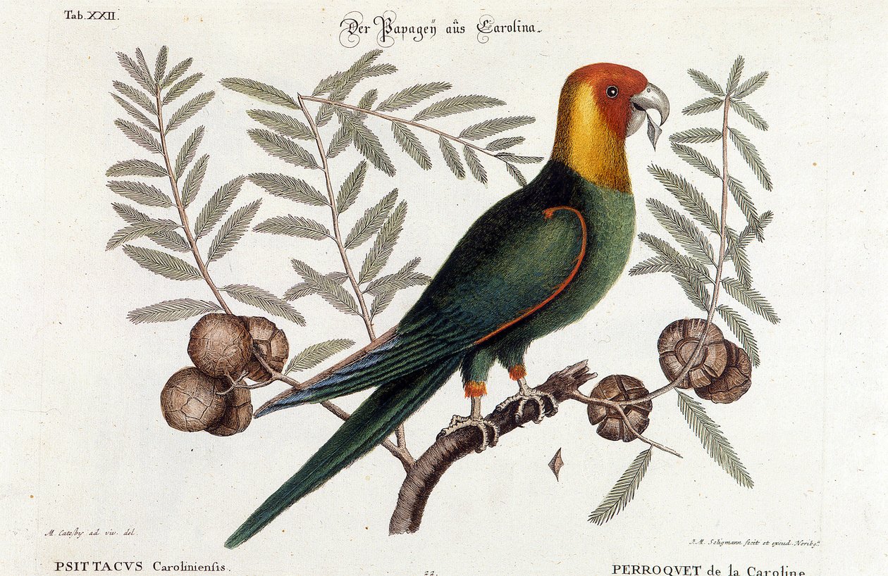 Ornitologia: Papagaio da Carolina. (Psittacus caroliniensis) de Unknown artist