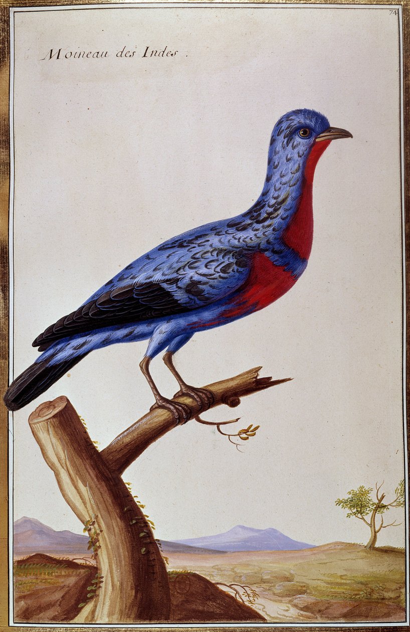 Ornitologia: um pardal dos Índios. Placa do século XVIII. Paris, B.N. de Unknown artist