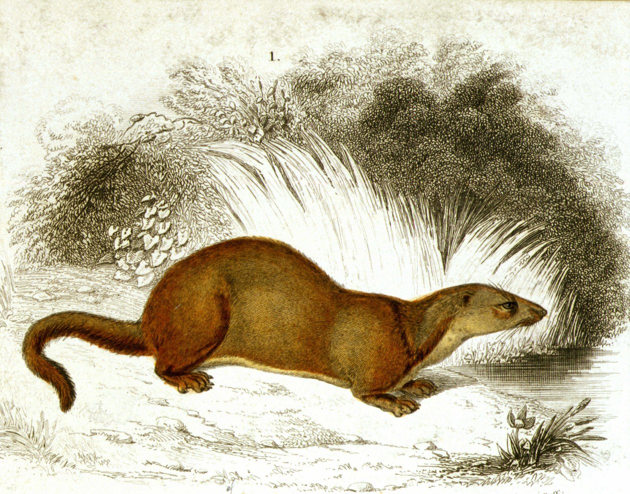 Lontra - gravação a cores. Gravura do século XIX. de Unknown artist